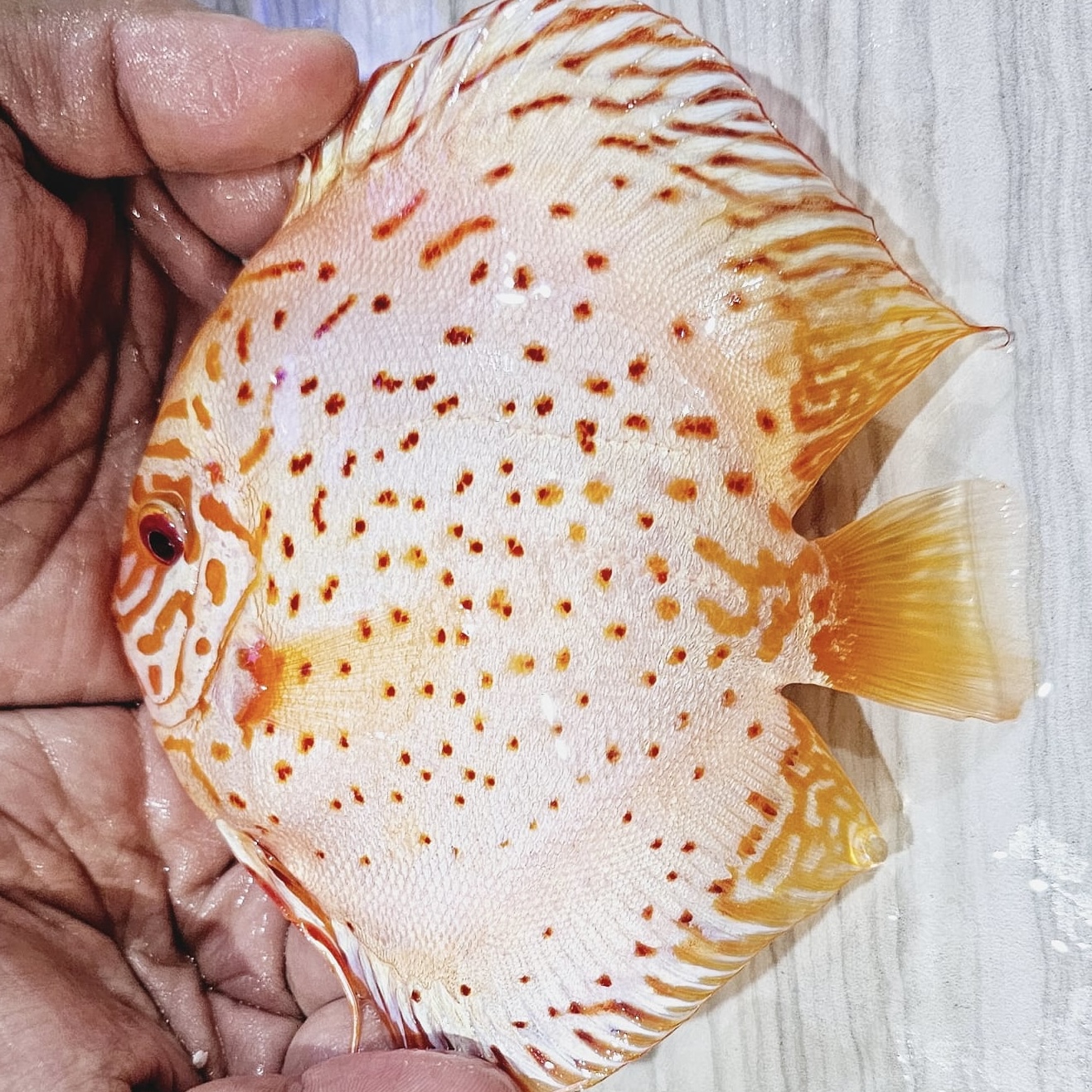 albino-carnation-discus-for-sale