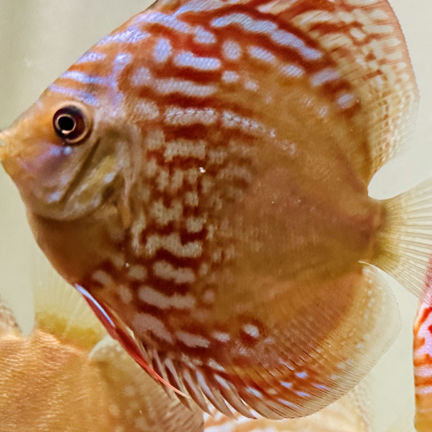 alenquer-discus-for-sale