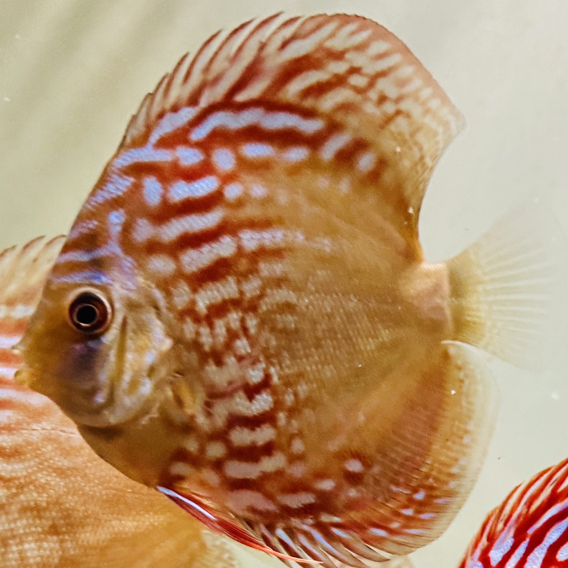 alenquer-discus-for-sale