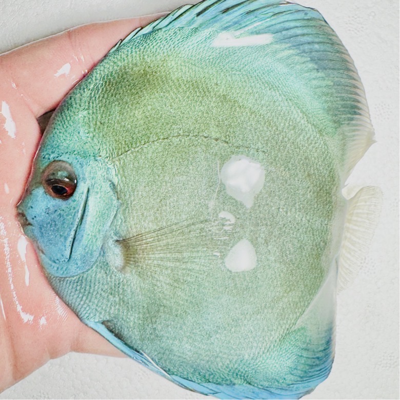 blue-diamond-discus-for-sale