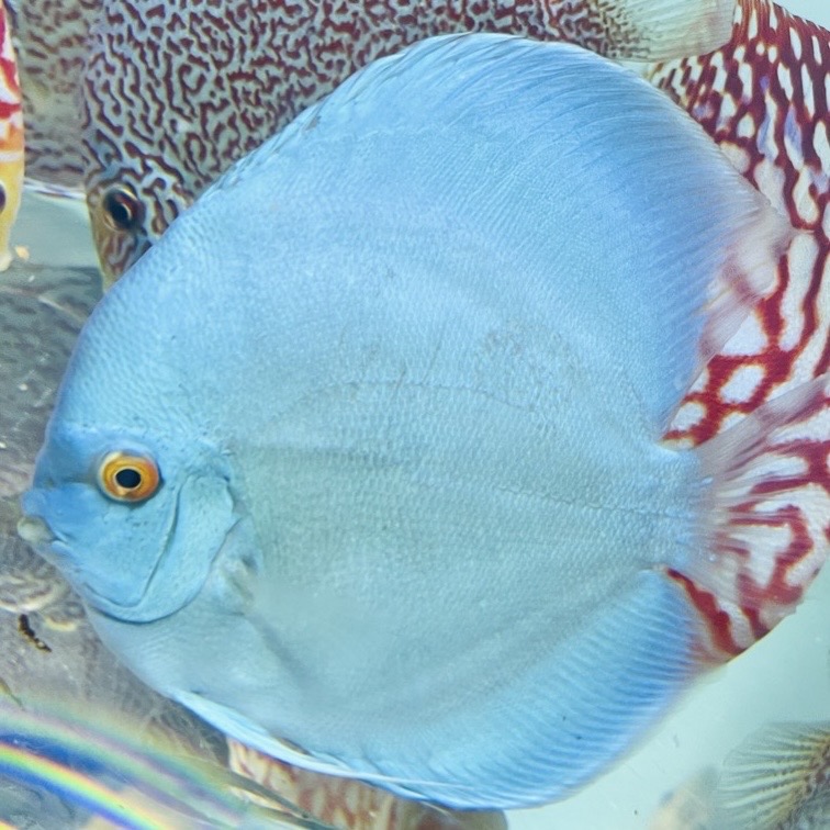 blue-diamond-discus-for-sale