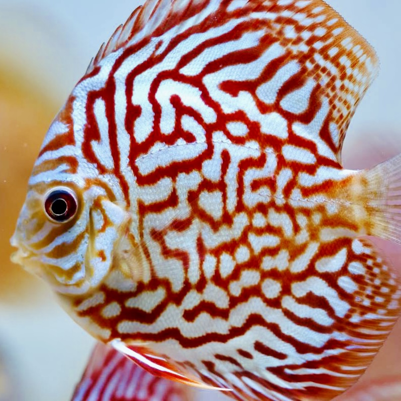 checkerboard-turquoise-discus-for-sale