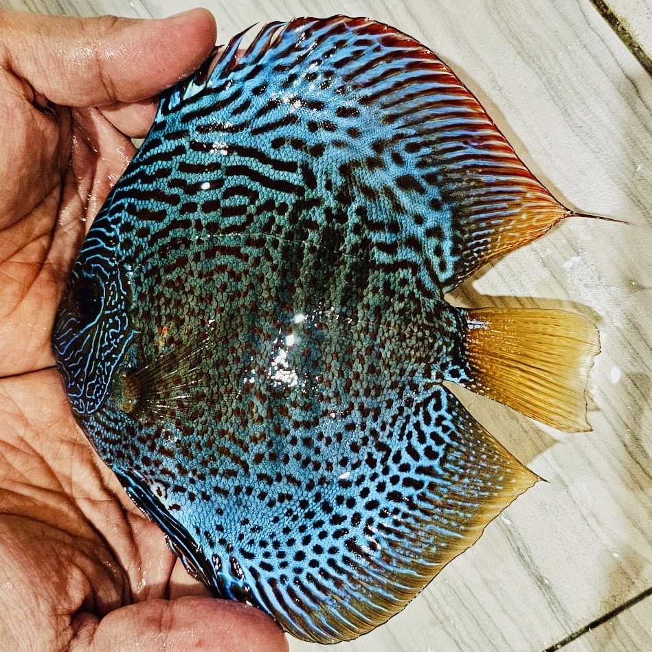 heckel-cross-turquoise-discus-for-sale