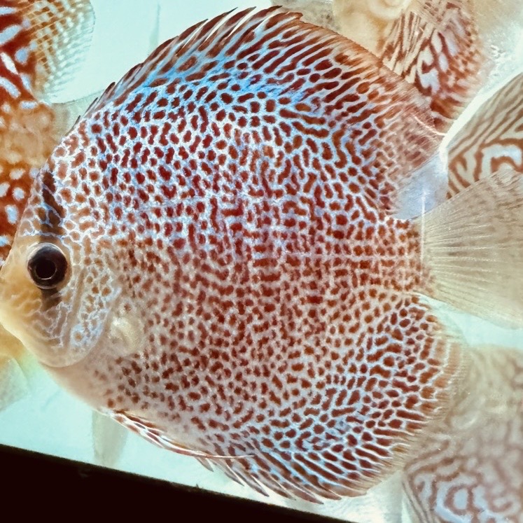 panthera-discus-for-sale