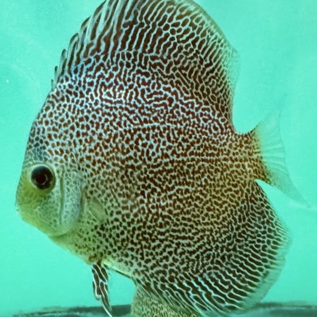 panthera-discus-for-sale