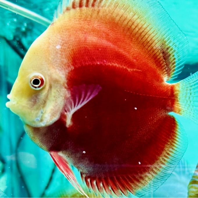 red-valentine-discus-for-sale