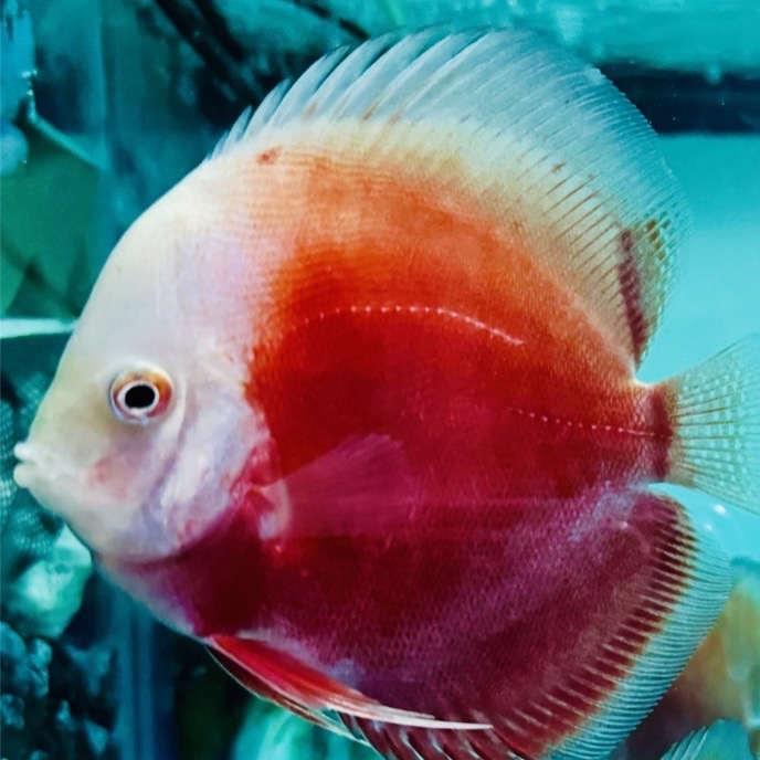 red-valentine-discus-for-sale