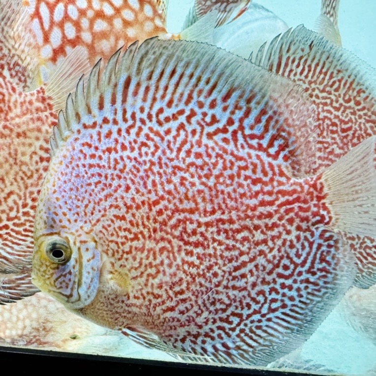 snow-king-viper-discus-for-sale