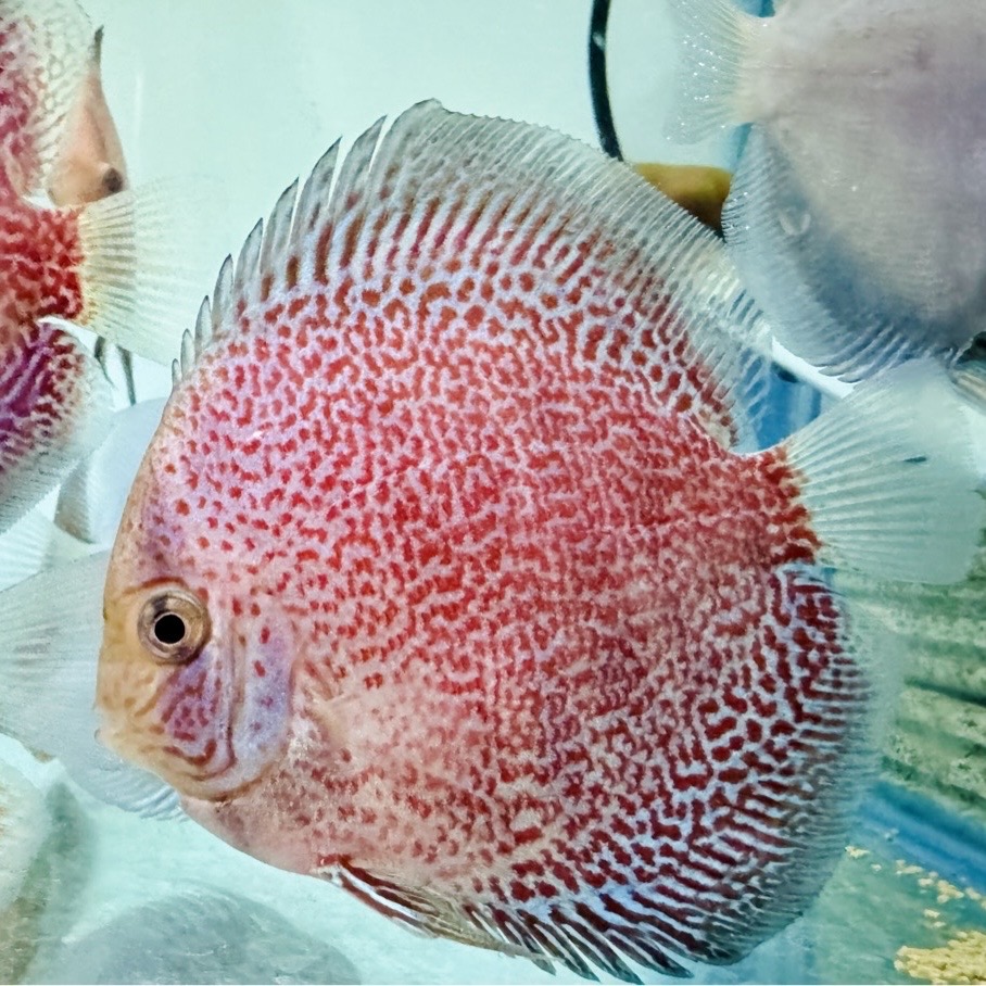 snow-king-viper-discus-for-sale
