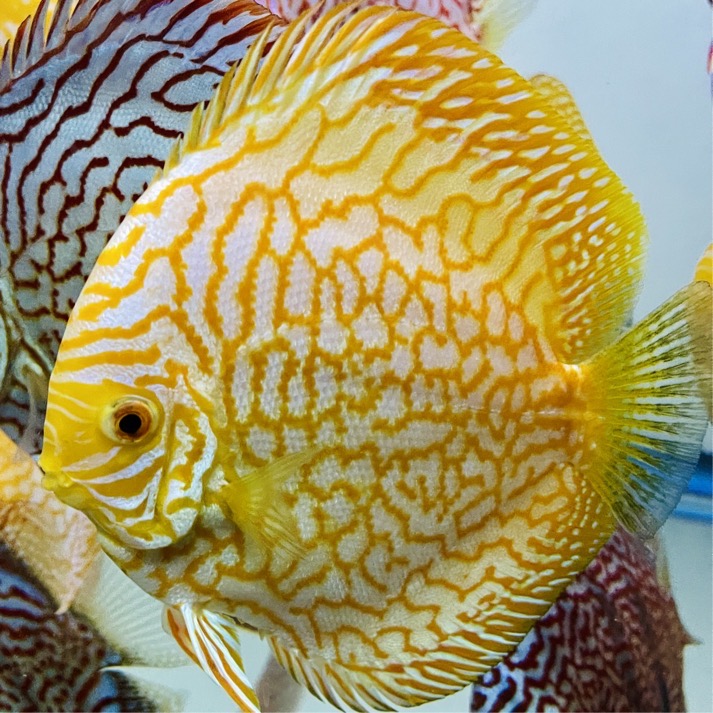 yellow-pigeon-discus-for-sale