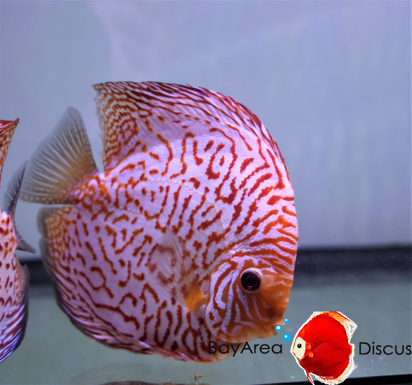 New shipment of discus fish at Bay Area.