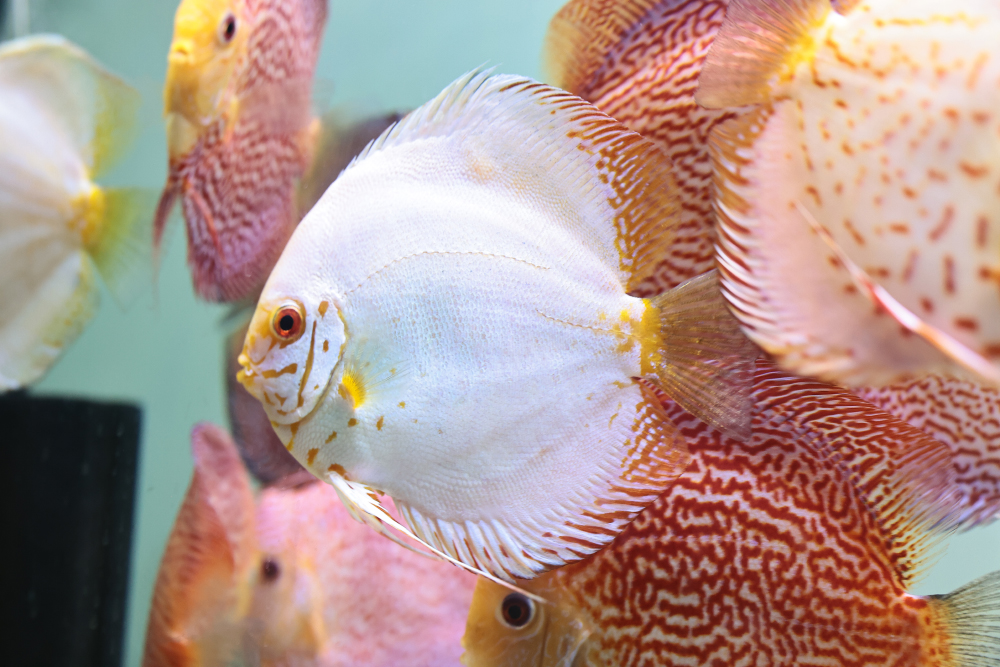 Discus for sale white_butterfly3-discus-fish2