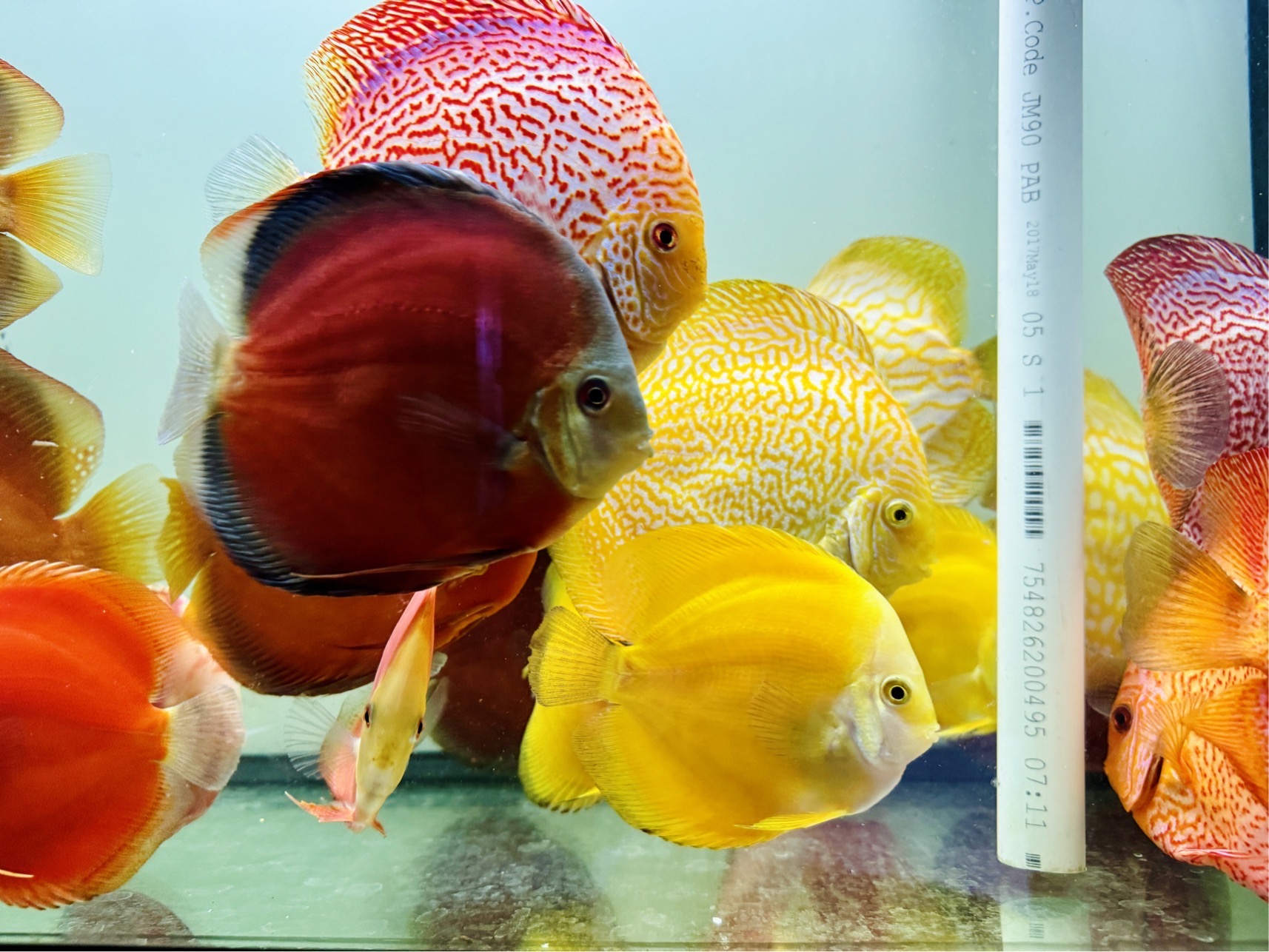 Discus for sale golden-red-cover--discus-fish3