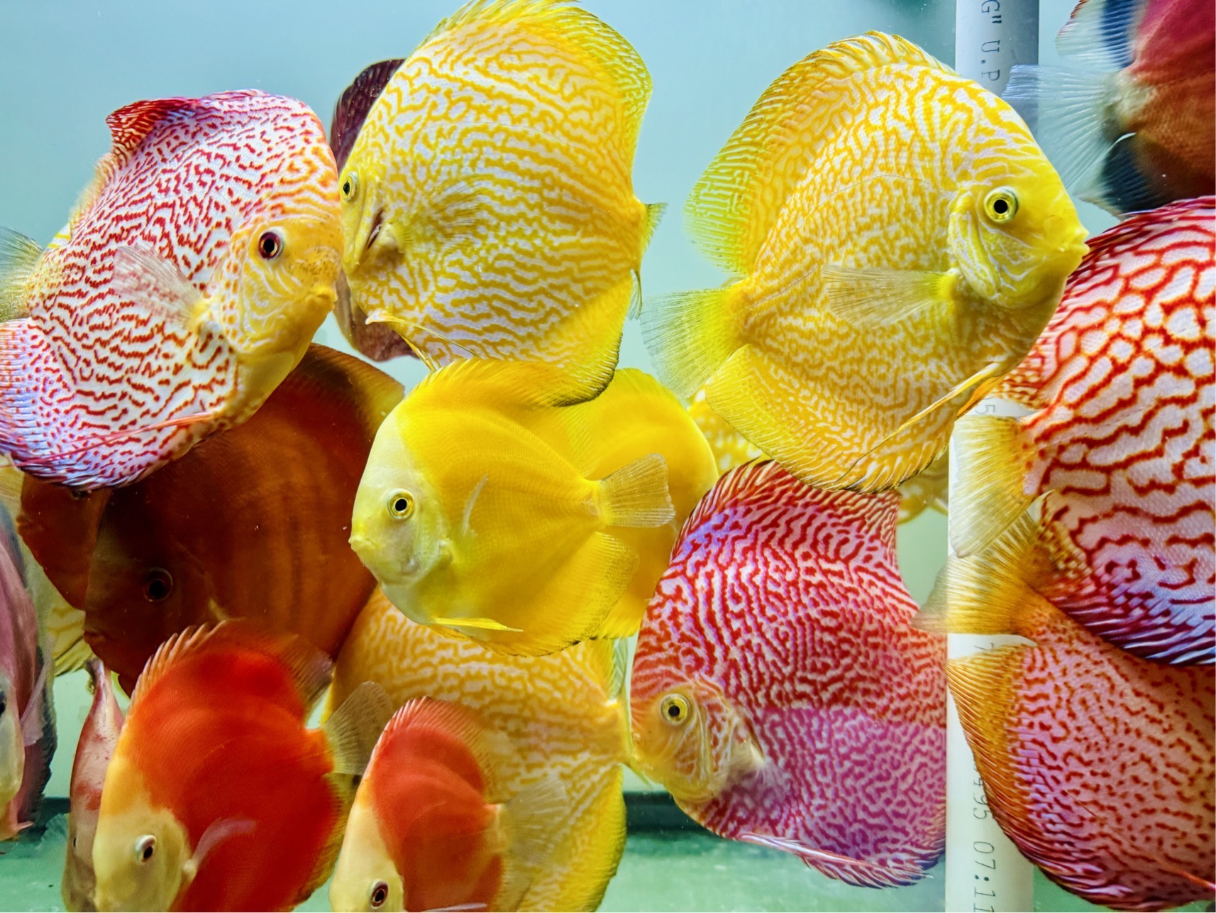 Discus for sale yellow-snakeskin-red-snakeskin--discus-fish0