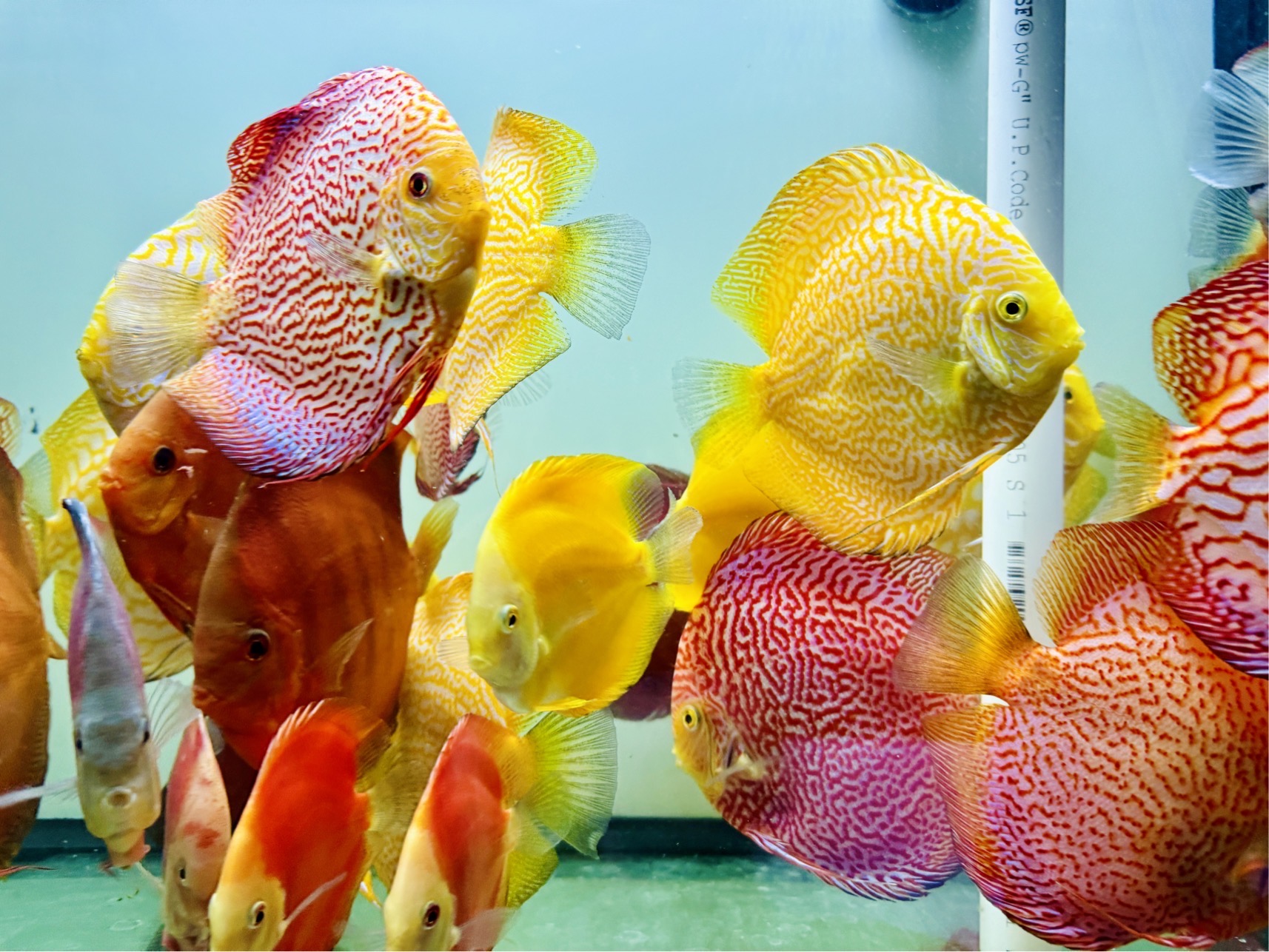 Discus for sale yellow-snakeskin-red-snakeskin--discus-fish1