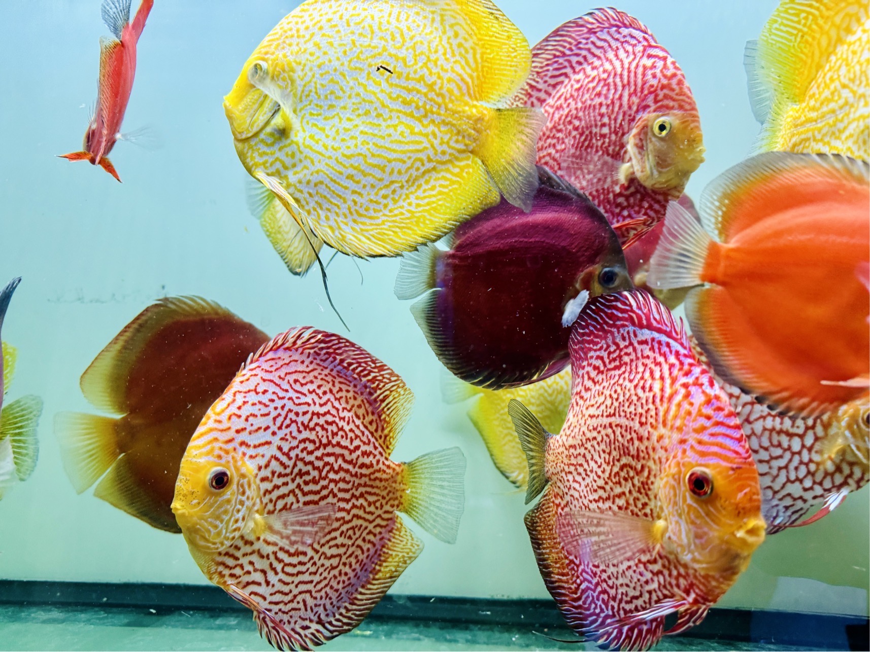 Discus for sale yellow-snakeskin-red-snakeskin--discus-fish2